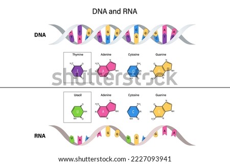 Structure of DNA and RNA. Deoxyribonucleic acid. Ribonucleic acid. Thymine, Adenine, Cytosine, Guanine and Uracil.