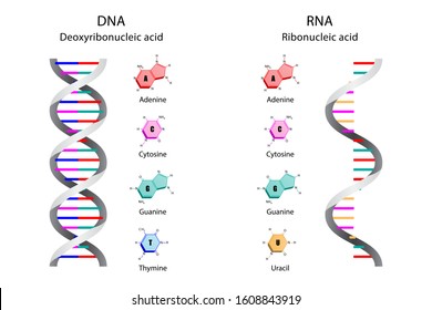 Structure of DNA and RNA molecules, deoxyribonucleic acid, ribonucleic acid