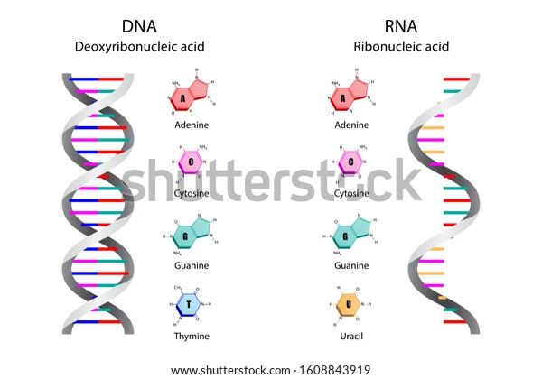 dna stands for ribonucleic acid