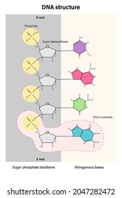 Structure of DNA stand. Deoxyribonucleic acids. Nitrogenous base (Thymine, Adenine, Cytosine or Guanine), Sugar (deoxyribose) and Phosphate group. DNA nucleotide. 