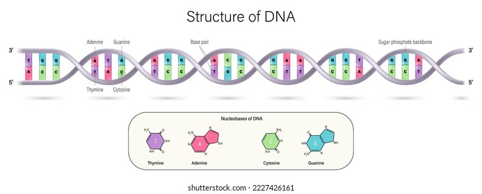 Estructura del vector del ADN. Doble hélice de ADN. Thymine, Adenine, Cytosine y Guanine. Pareja base y espina dorsal fosfato de azúcar.