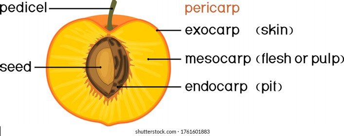 Structure Of Drupe Or Stone Fruit (peach) With Title