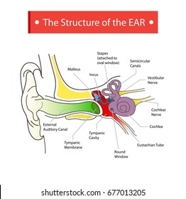 The structure of the ear.