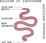 Structure of earthworm for biology lesson	