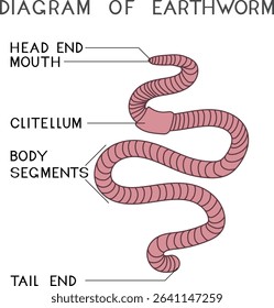 Structure of earthworm for biology lesson	