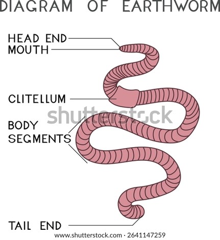 Structure of earthworm for biology lesson	