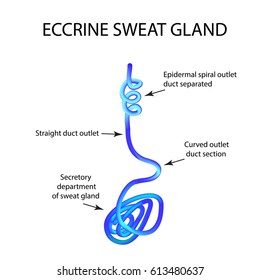 Sweat Gland Diagram - Diagram Resource Gallery