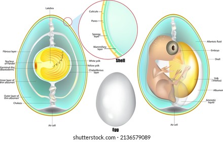 Estructura Del Huevo. Anatomía de un embrión de aves. Desarrollo de Huevo de Pollo. Vector