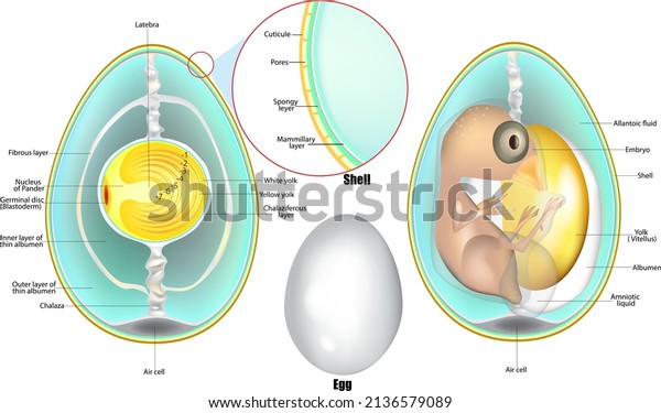 Structure Egg Anatomy Bird Embryo Chicken Stock Vector (Royalty Free ...