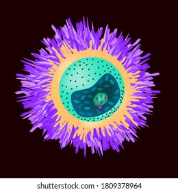 The structure of the egg. Ovum anatomy. Vector illustration on isolated background