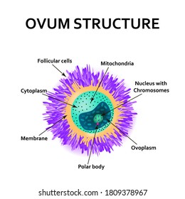 The structure of the egg. Ovum anatomy. Vector illustration on isolated background