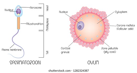 Structure Of Egg And Sperm