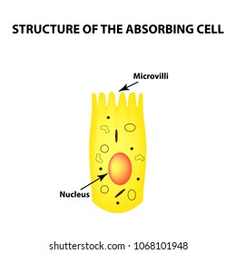 Structure of the enterocyte. absorptive cells intestine. Infographics. Vector illustration on isolated background.