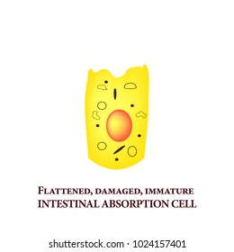Structure of the enterocyte. Deformed, sick cell. absorptive cells intestine. Infographics. Vector illustration on isolated background.
