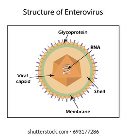 140 Arenavirus Images, Stock Photos & Vectors | Shutterstock