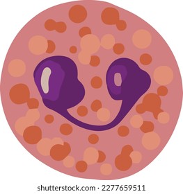 Estructura de un eosinofilo. Los eosinófilos son un tipo de glóbulos blancos que combaten la enfermedad.