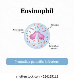 The Structure Of The Eosinophil. Vector Illustration.