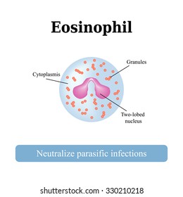 The Structure Of The Eosinophil. Vector Illustration.