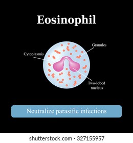 The structure of the eosinophil. Vector illustrationon a black background.