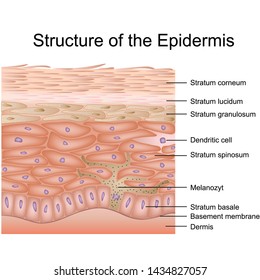 Structure of the epidermis medical vector illustration, dermis anatomy eps 10