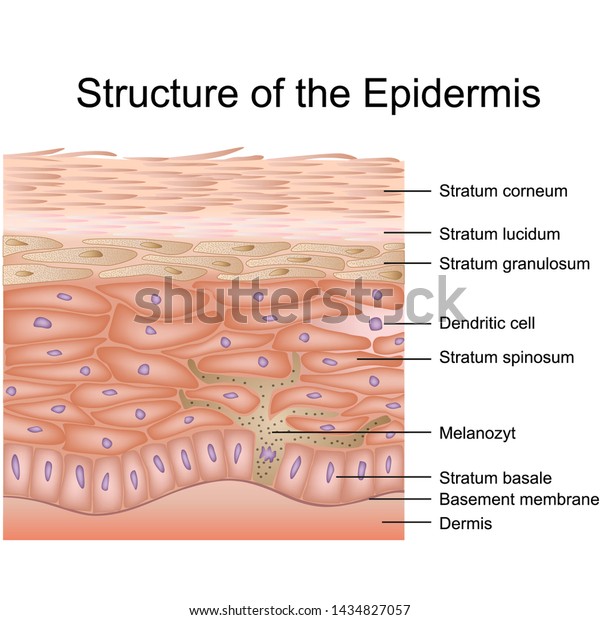 Structure Epidermis Medical Vector Illustration Dermis Stock Vector ...