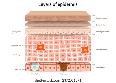 Estructura del vector epidermis. Estructura anatómica de capas de piel humana. Sección transversal de la epidermis. 