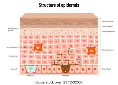 Structure of epidermis vector. Cross section of the epidermis. Human skin anatomy. Layers of a human skin. 