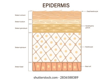 Structure of epidermis vector. Cross section of the epidermis. Human skin anatomy. Layers of a human skin. Media for educational and medical use.