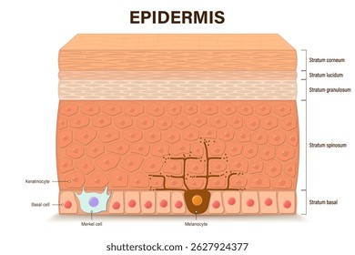 Estrutura do vetor de epiderme. Camadas de epiderme. Seção transversal da epiderme. Anatomia da pele humana. Camadas de uma pele humana. Meios para uso educacional e médico.