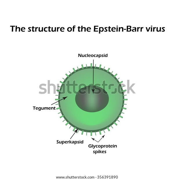 Structure Epsteinbarr Virus Infographics Vector Illustration Stock Vector Royalty Free 356391890 3598