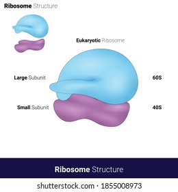 Structure eukaryotic Ribosome 80S ribosome	