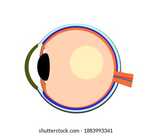 The structure of the eye on a white background. Cartoon. Vector illustration.