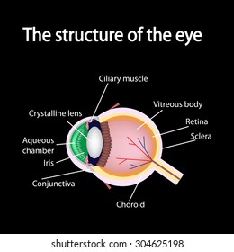 The structure of the eye. Poster scheme.