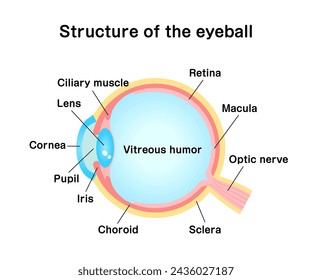 Structure of eyeball vector illustration