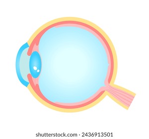 Structure of eyeball vector illustration