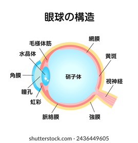 Struktur der Augapfel-Vektor-Illustration. Übersetzung: Struktur des Augapfels, Linse, Ziliarmuskel, Retina, Hornhaut, Pupille, Iris, Choroidea, Sklera, Sehnerv, Glaskörper, Makula.