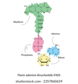 Structure of FAD (Flavin Adenine Dinucleotide) showing nicotinamide, riboflavin and phosphate - biomolecule, skeletal structure diagram on on white background. Scientific diagram vector illustration.