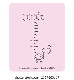 Structure of FAD (Flavin Adenine Dinucleotide) biomolecule, skeletal structure diagram on on pink background. Scientific diagram vector illustration.