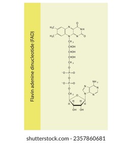 Structure of FAD (Flavin Adenine Dinucleotide) biomolecule, skeletal structure diagram on on yellow background. Scientific diagram vector illustration.