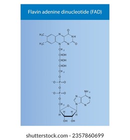 Structure of FAD (Flavin Adenine Dinucleotide) biomolecule, skeletal structure diagram on on blue background. Scientific diagram vector illustration.