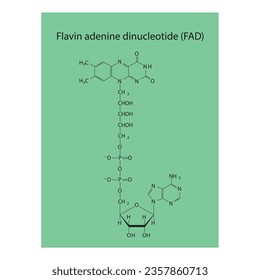 Structure of FAD (Flavin Adenine Dinucleotide) biomolecule, skeletal structure diagram on on green background. Scientific diagram vector illustration.