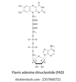 Structure of FAD (Flavin Adenine Dinucleotide) biomolecule, skeletal structure diagram on on white background. Scientific diagram vector illustration.