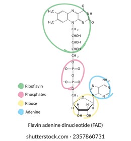 Structure of FAD (Flavin Adenine Dinucleotide) showing nicotinamide, riboflavin and phosphate - biomolecule, skeletal structure diagram on on white background. Scientific diagram vector illustration.