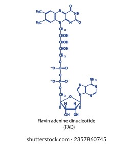 Structure of FAD (Flavin Adenine Dinucleotide) biomolecule, skeletal structure diagram on on white background. Scientific diagram vector illustration.