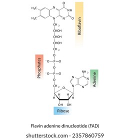 Structure of FAD (Flavin Adenine Dinucleotide) showing nicotinamide, riboflavin and phosphate - biomolecule, skeletal structure diagram on on white background. Scientific diagram vector illustration.