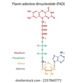 Structure of FAD (Flavin Adenine Dinucleotide) showing nicotinamide, riboflavin and phosphate - biomolecule, skeletal structure diagram on on white background. Scientific diagram vector illustration.