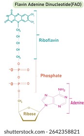 Estrutura de DCP (Dinucleótido de adenina flavina) mostrando nicotinamida, riboflavina e fosfato - biomolécula, diagrama da estrutura esquelética sobre fundo branco. Ilustração do vetor do diagrama científico