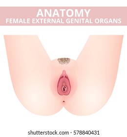The structure of the female external genitalia, a medical poster female anatomy vagina