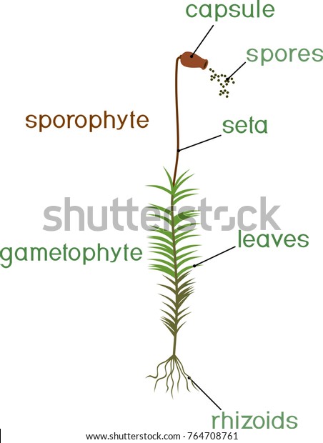 Structure Female Plant Haircap Moss Gametophyte Stock Vector (Royalty ...