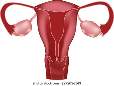 Structure of the female reproductive system, uterus, ovaries, cervix